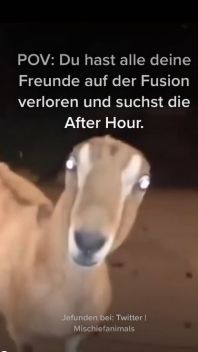 Freunde auf der Fusion Mangold (Quelle: Twitter | mischiefanimals)