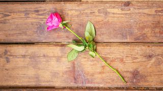 Eine einzelne pinke Rose liegt auf einem Holzfußboden. (Quelle: IMAGO | Panthermedia)