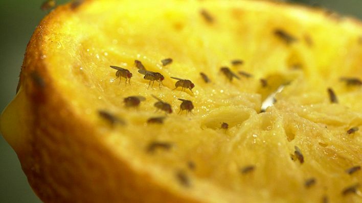 aufgeschnittene Zitrone auf der Fruchtfliegen sitzen (Quelle: IMAGO | nordpoolTittel) aufgeschnittene Zitrone auf der Fruchtfliegen sitzen (Quelle: IMAGO | nordpoolTittel)