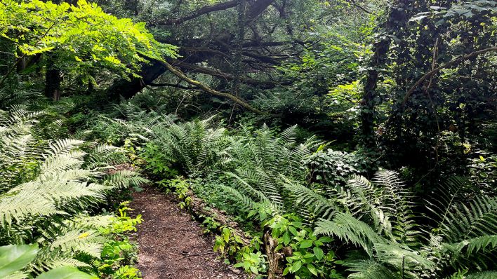 Ein schmaler Pfad durch dicht bewachsenen Wald in den Glindower Alpen in Brandenburg (Quelle: Fritz/Valentin Brückner) Ein schmaler Pfad durch dicht bewachsenen Wald in den Glindower Alpen in Brandenburg (Quelle: Fritz/Valentin Brückner)